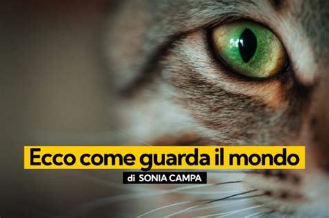 Come Vedono I Gatti