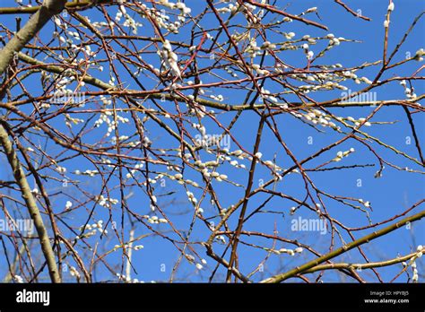 Pussy Willow Branch On Sunny Day Stock Photo Alamy