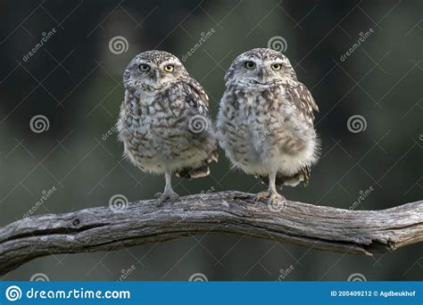 Two Cute Burrowing Owl Athene Cunicularia Sitting On A Branch Blurry