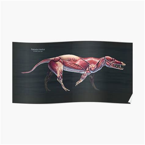 Pakicetus Inachus Muscle Study Poster By Thedragonofdoom Redbubble