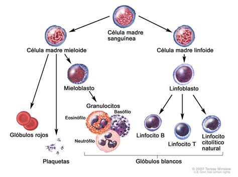 Evolución De Una Célula Sanguínea El Dibujo Muestra El Proceso Por El