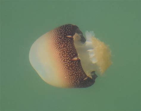 Cannonball Jellyfish Sting