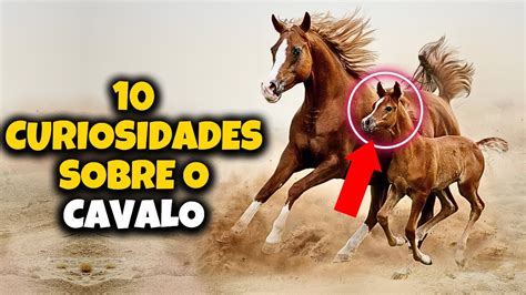 Curiosidades Sobre O Cavalo Youtube