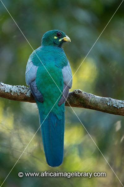 Photos And Pictures Of Narina Trogon Apaloderma Narina Phinda Game