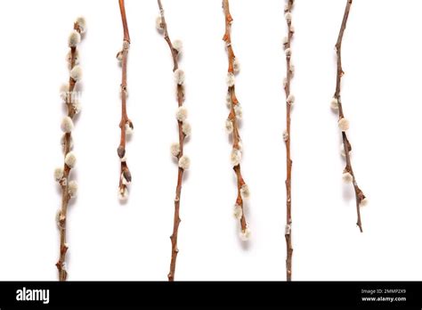 Pussy Willow Branches Isolated On White Background Stock Photo Alamy