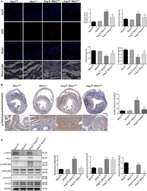 Ang Iiinduced Ros Generation And Jnk Phosphorylation Are Suppressed In