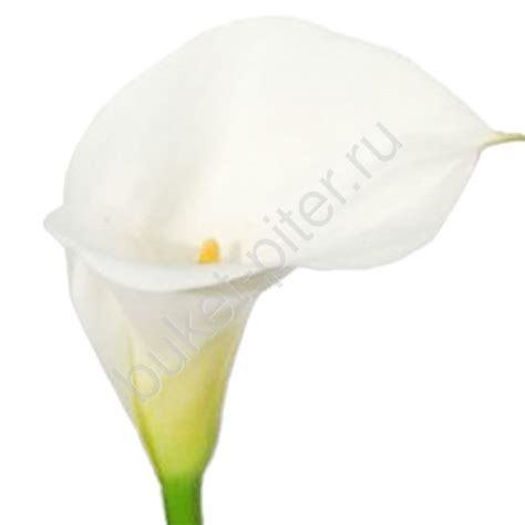 Калла белая. Купить с доставкой в Cпб
