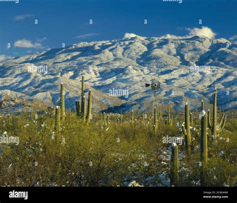 Tucson Az Dec Late Afternoon Light On A Valley Of Snow Capped Saguaro