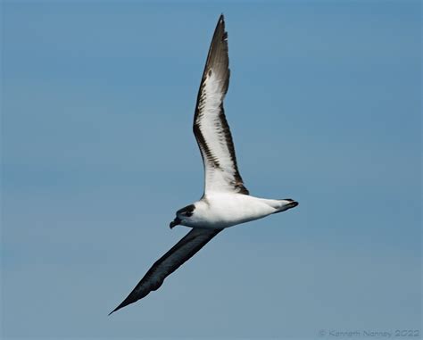 BLACK CAPPED PETREL 12 Black Capped Petrel Pterodroma Has Flickr