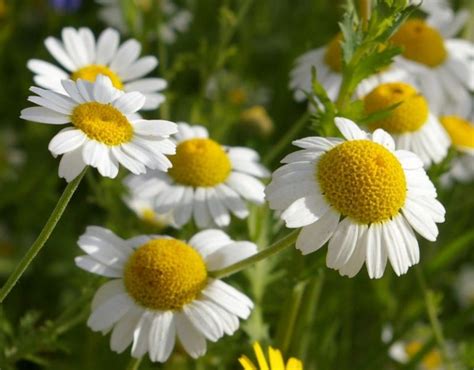 Matricaria Chamomilla Regiuplant