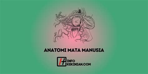 Mengenal Anatomi Mata Manusia: Fungsi, dan Gangguan