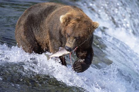 Brown (Grizzly) Bear Catching Fish in Alaska posters & prints by Corbis