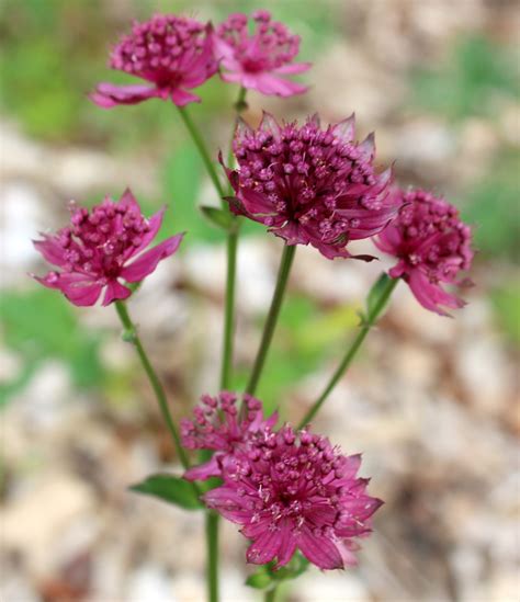 Astrantia Major Capri