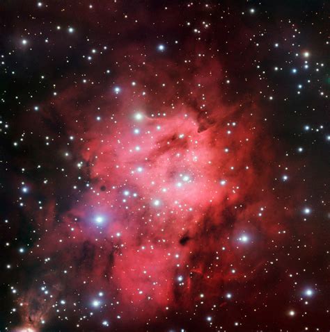 Red Fox Fur Nebula