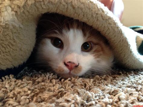 Kitten Hot In Here Cute Cats Hq Pictures Of Cute Cats And Kittens Free Pictures Of Funny