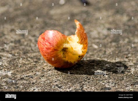 apple  eaten  birds stock photo alamy