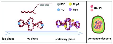 DNA Binding Proteins That Protect DNA Through The Bacterial Growth