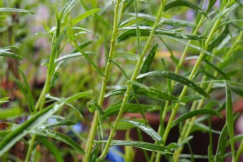 How To Grow And Care For French Tarragon Gardener S Path