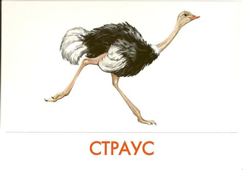 Животные Африки