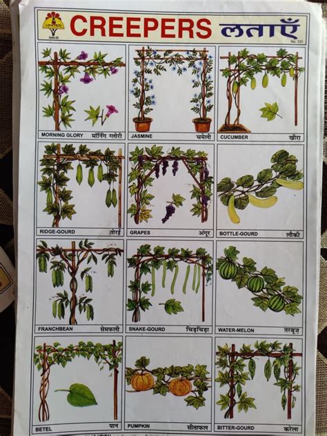 creepers plants chart
