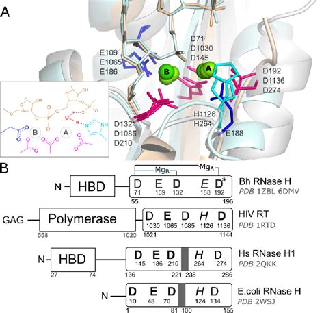 A Superposition Of Bh Rnase H In Crystallo Reactant After Ns Pdb