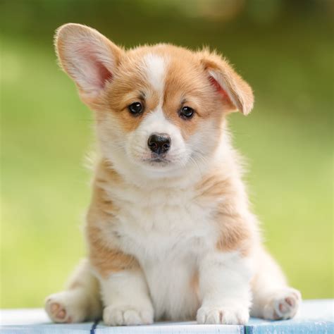 Confident Canines | Puppy & Dog Training Services | Leyland, Lancs - Home