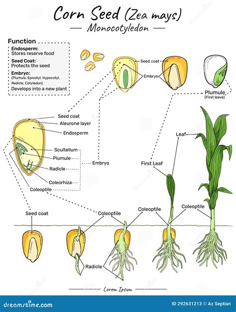 Diagram Of A Monocotyledon Seed Cartoon Vector | CartoonDealer.com ...