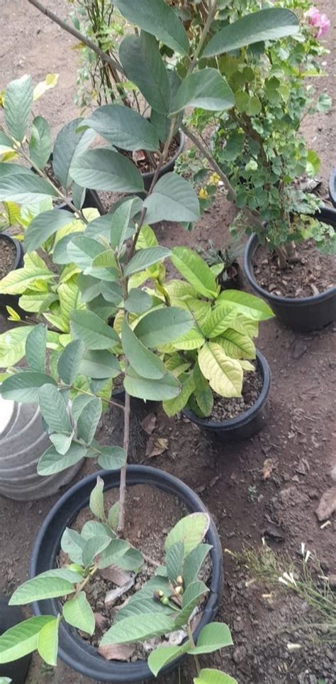 Full Sun Exposure Green Banarasi Guava Plant For Fruits At Best Price