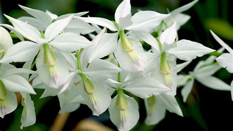 Top 21 des espèces et variétés d'orchidées