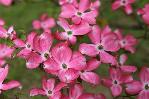 How to Grow and Care for Flowering Dogwood Trees