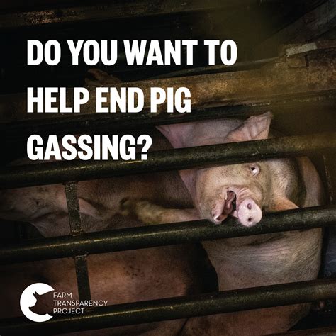 Victorian Pig Welfare Inquiry... - Farm Transparency Project
