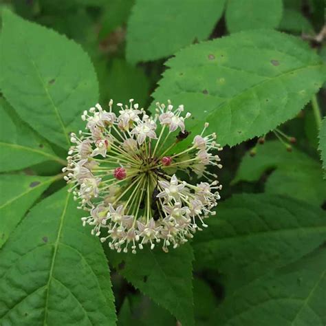 Сибирский женьшень что это за растение (53 фото)