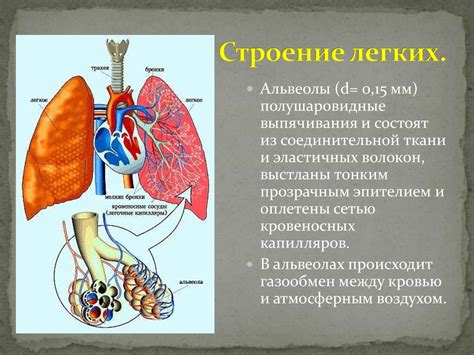 Легкие. Легочное и тканевое дыхание - online presentation
