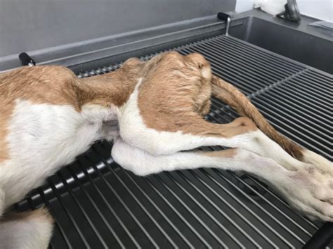 Tri-Cities dog training company charged with aggravated animal cruelty