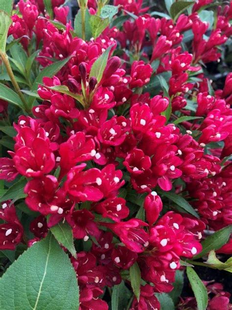 WEIGELA florida ´All Summer® Red´ (´Slingco1´)Ⓢ | Laubgehölze ...