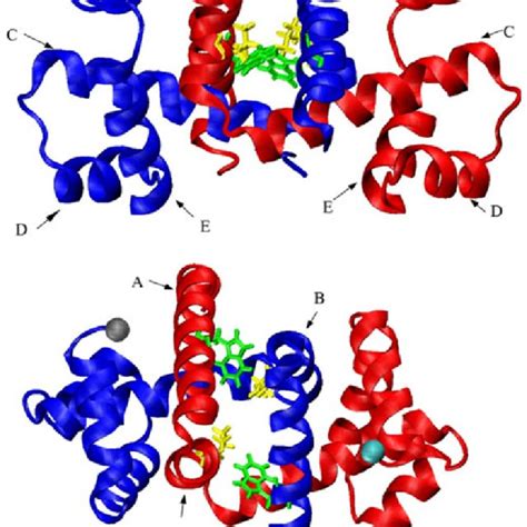 Frontal And Superior View Of The TR Model Showing Both Subunits Blue