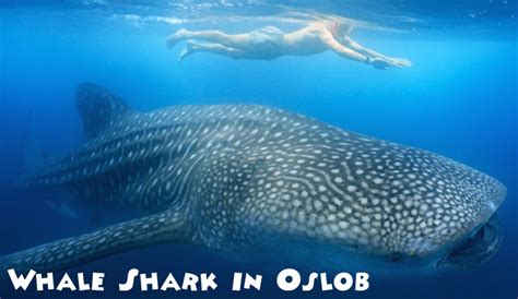 Butanding (Whale Shark) in Oslob - Green Earth Tours & Travel