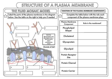 Biology Cell Membrane Worksheet