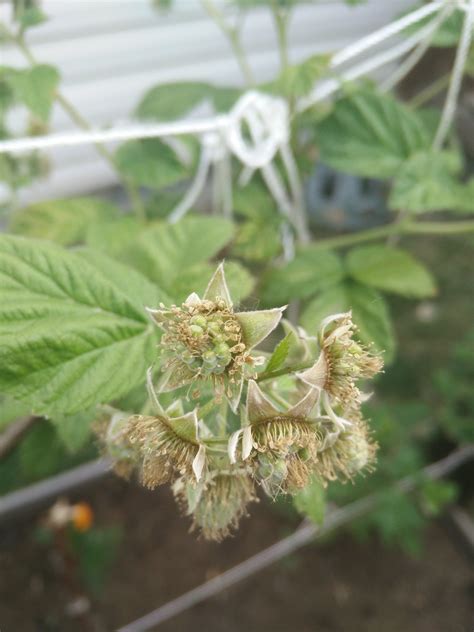 garden dump gardening