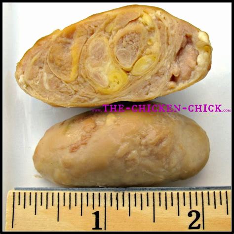 Salpingitis And Lash Eggs In Backyard Chickens The Pus Coagulegg