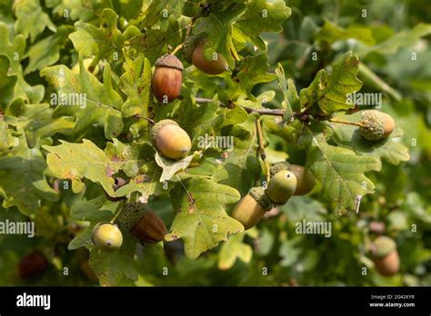 Acorns Growing On Oak Tree Hi Res Stock Photography And Images Alamy