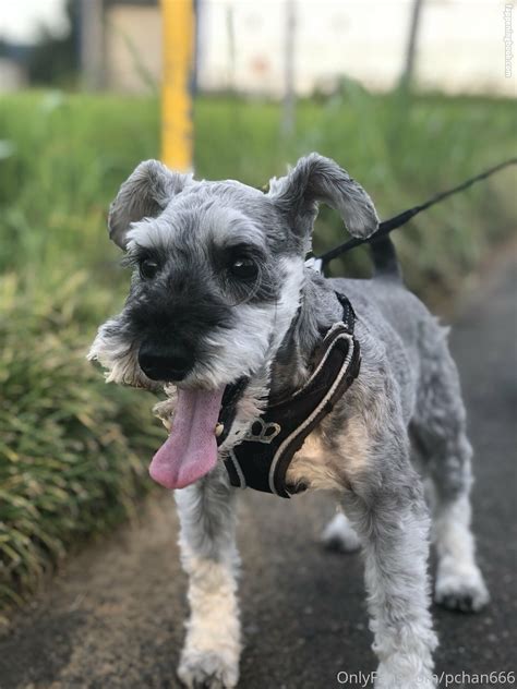 Pchan666 P Chan Pchan030 Nude OnlyFans Leaks Fappening FappeningBook