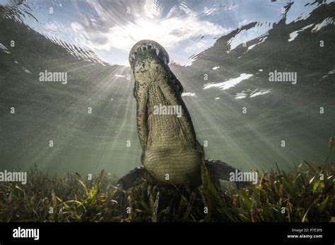 American Crocodile Crocodylus Acutus In Shallows Low Angle View