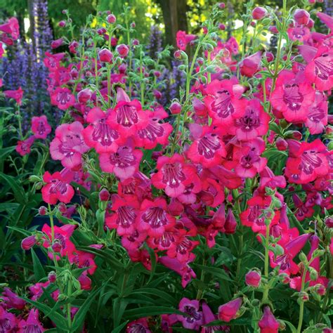 Penstemon CHA CHA Hot Pink TERRA NOVA Nurseries Inc