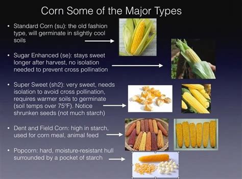 wait  plant sweet corn