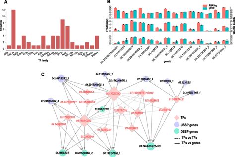 The regulatory network of TFs and genes in SSP in asparagus. A, the ...