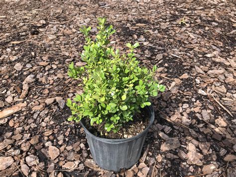 Japanese Boxwood Evergreen Shrub • Just Fruits and Exotics