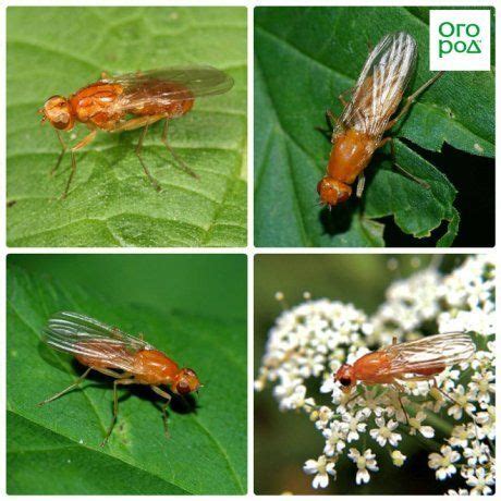 Как спасти урожай от морковной мухи | Дела огородные (Огород.ru)