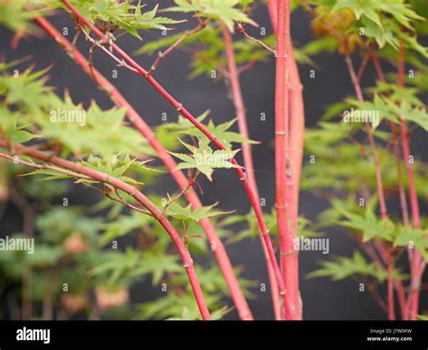 Red bark Maple Stock Photo - Alamy