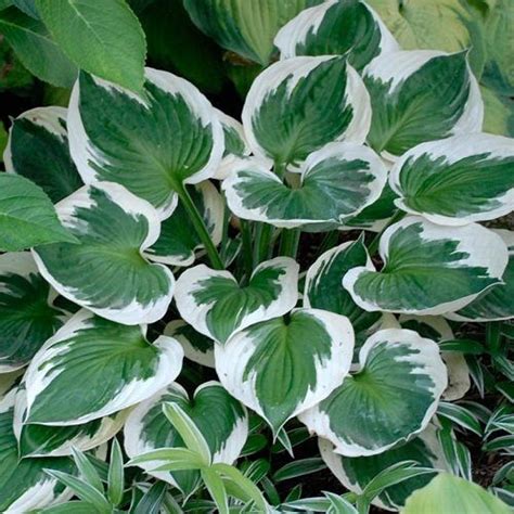 Hosta Wolverine árnyékliliom Florapont